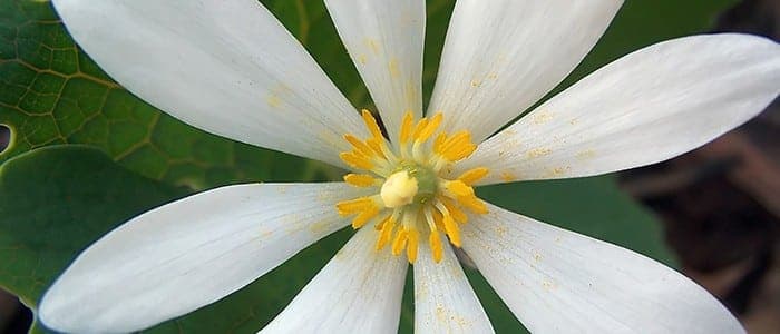 La magia de la sanguinaria