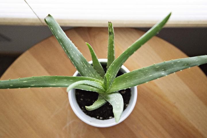 Conoce todos los beneficios del Aloe Vera