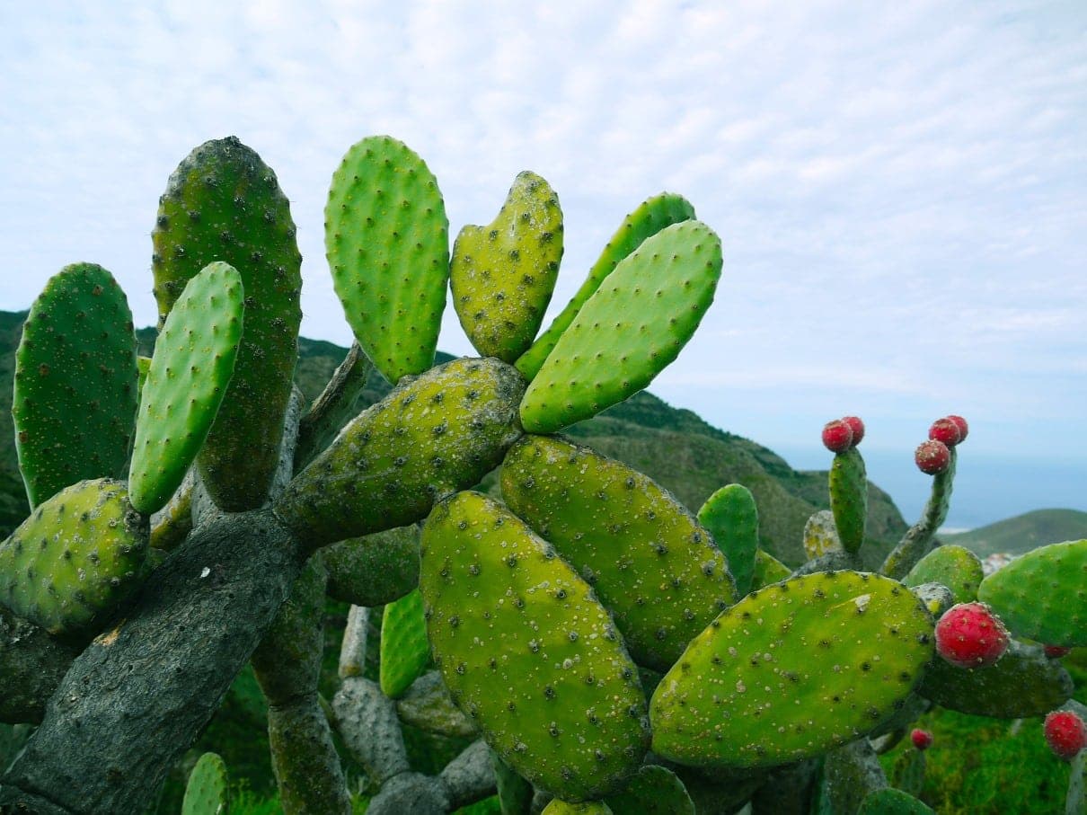 Nopal para tratar gastritis y úlceras