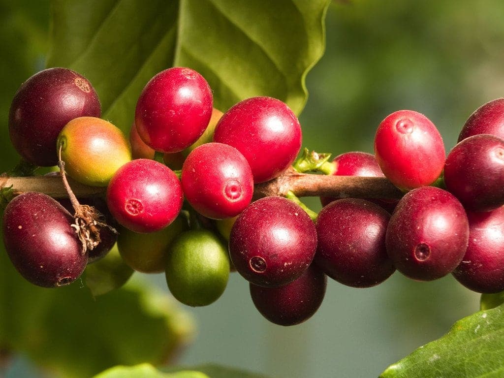 Alimentos para combatir la artrosis