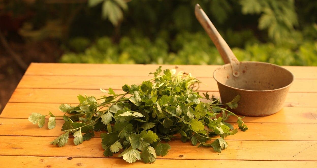 El poder preventivo del cilantro
