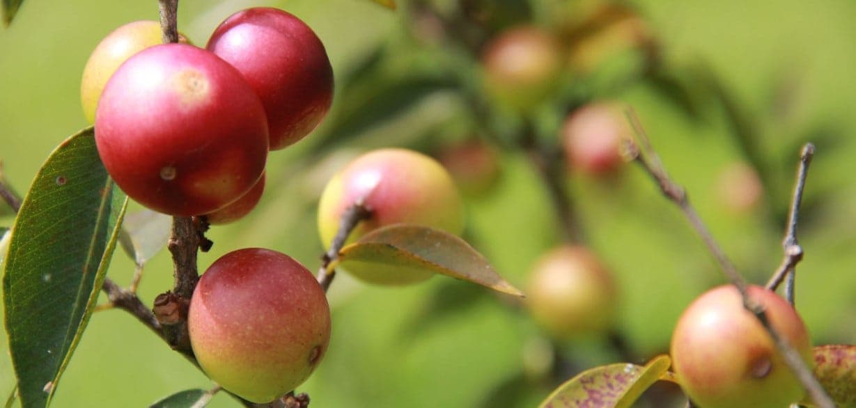 Camu camu fuente excepcional de vitamina C