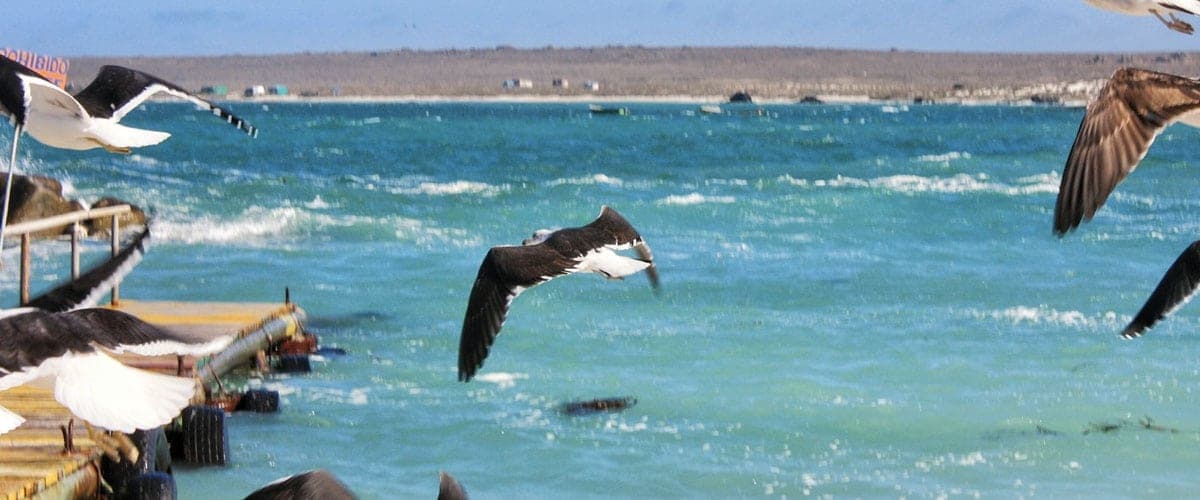 Las maravillas del norte de Chile: Punta de Choros