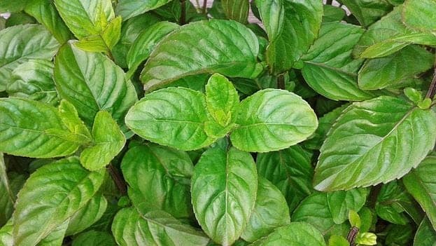 ¿Por qué comer albahaca?