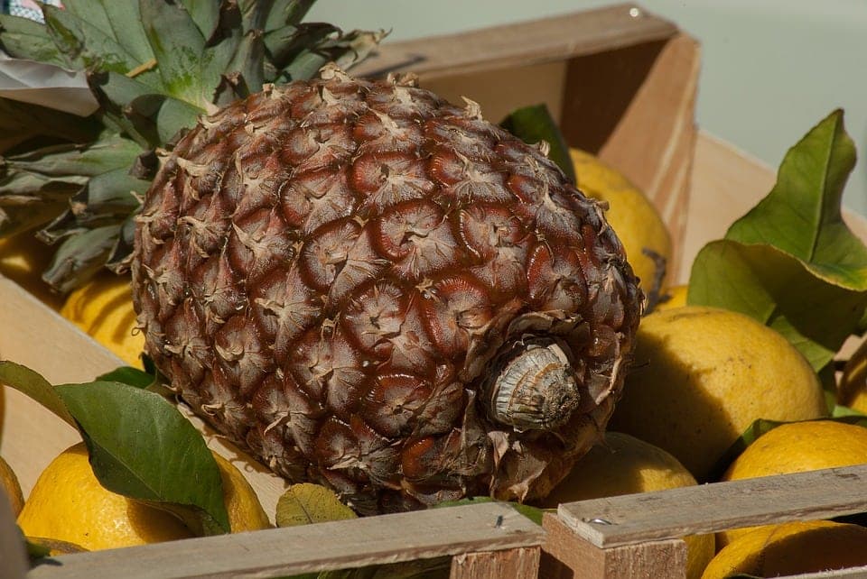 Piña es antiinflamatoria y previene retención de líquidos