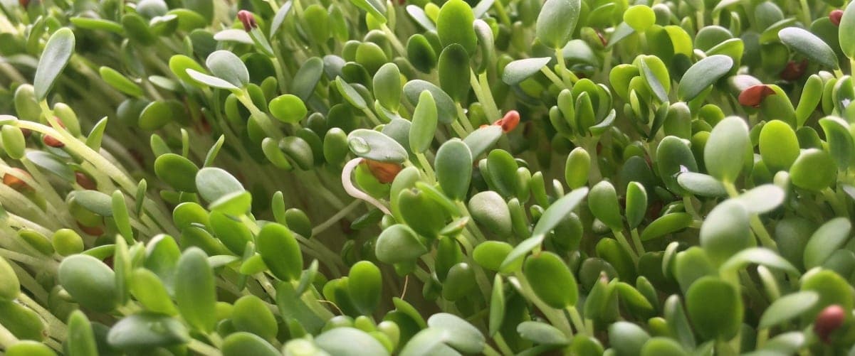 Beneficios de los brotes de trébol rojo