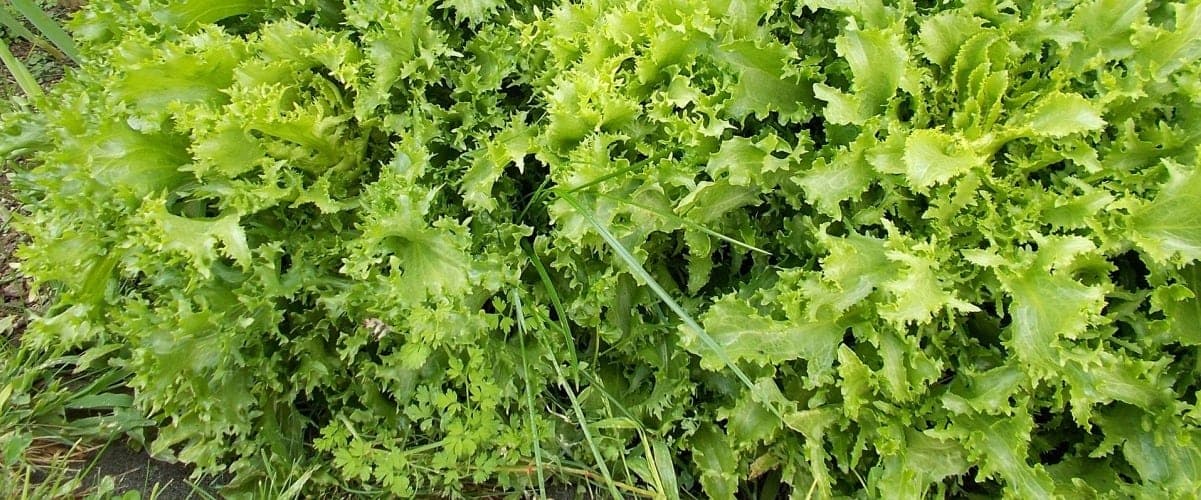 La achicoria, un poderoso laxante natural