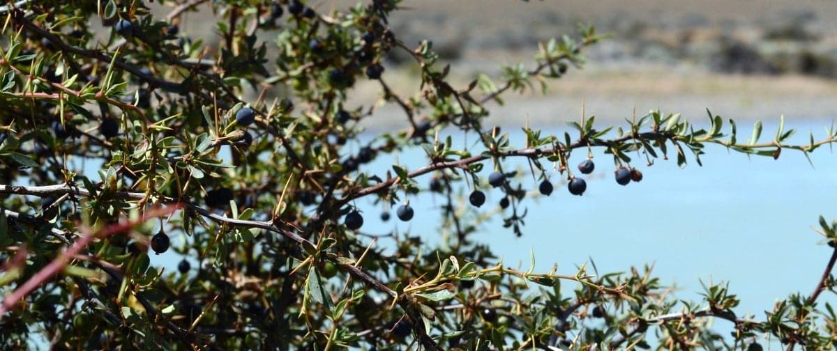El poder antiinflamatorio del Calafate