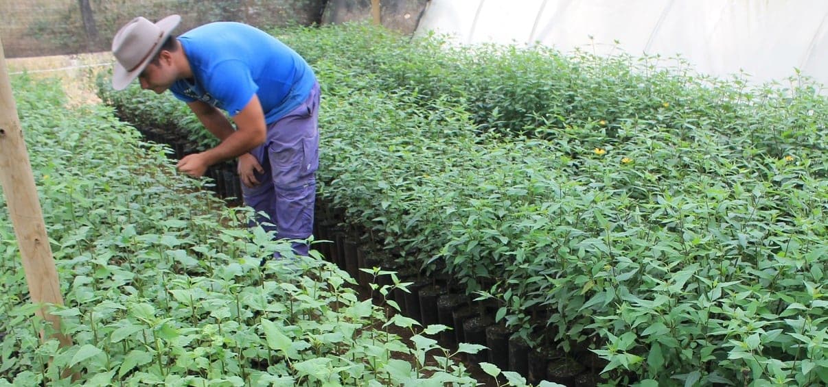 Palo Negro: arbusto chileno que previene el cáncer y la diabetes tipo2