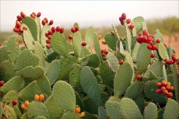 Nopal