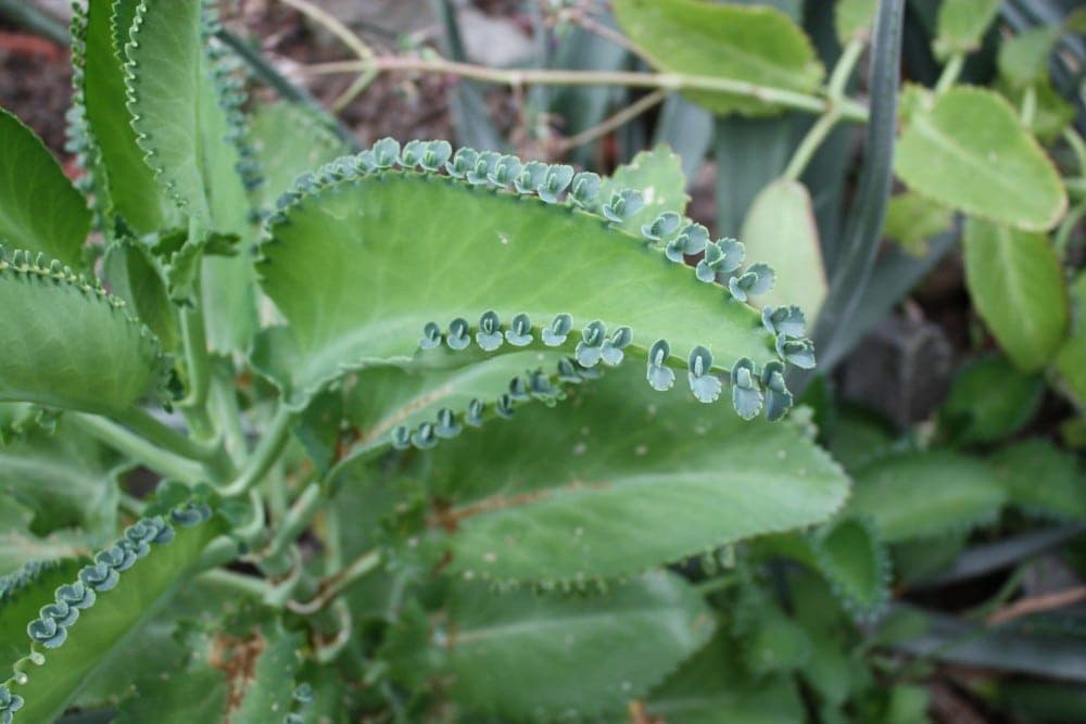 Kalanchoe: la planta que combate el cáncer