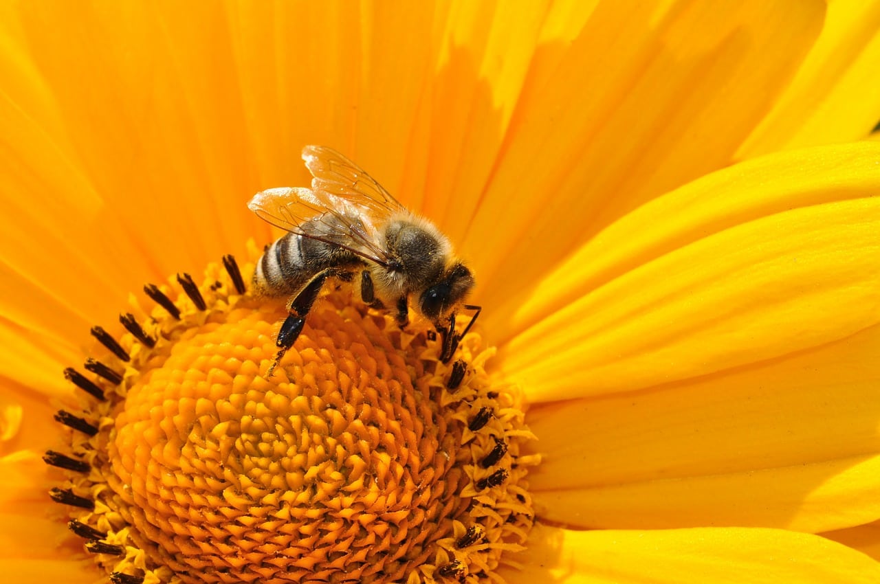 Beneficios del polen y el propóleo